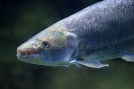 Image result for Goliath Tigerfish