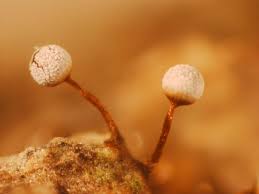 Attēlu rezultāti vaicājumam “Physarum bivalve”