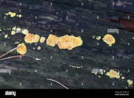 Attēlu rezultāti vaicājumam “Pseudomerulius aureus”