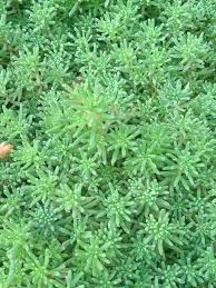 Attēlu rezultāti vaicājumam “Sedum pallidum”