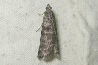 Attēlu rezultāti vaicājumam “Ortholepis betulae”