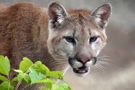 Image result for Craigmount Cougars