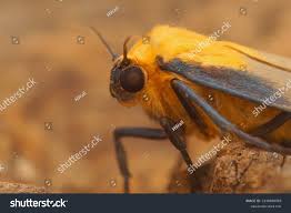 Attēlu rezultāti vaicājumam “Lithosia quadra female”