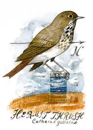 Image result for Catharus guttatus