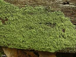 Attēlu rezultāti vaicājumam “Cladonia parasitica”