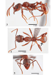 Attēlu rezultāti vaicājumam “Anthrenus sp. imago”