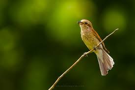 Attēlu rezultāti vaicājumam “Lanius collurio female”