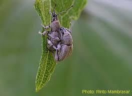 Image result for Coleoptera Curculionoidea