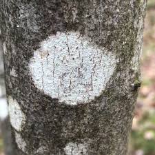 Attēlu rezultāti vaicājumam “Graphis scripta”