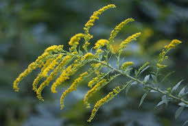 Attēlu rezultāti vaicājumam “Solidago canadensis flower”