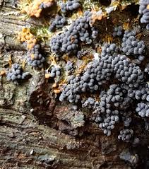 Attēlu rezultāti vaicājumam “Badhamia panicea sessile”