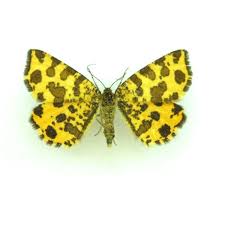 Attēlu rezultāti vaicājumam “Cyclophora annularia”