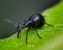 Attēlu rezultāti vaicājumam “Apionidae”