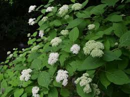 Attēlu rezultāti vaicājumam “Hydrangea arborescens subsp. discolor flower”