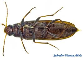 Attēlu rezultāti vaicājumam “Melandryidae”