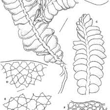 Attēlu rezultāti vaicājumam “Odontoschisma denudatum”