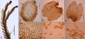 Attēlu rezultāti vaicājumam “Anastrophyllum minutum”