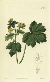 Attēlu rezultāti vaicājumam “Waldsteinia geoides flower”