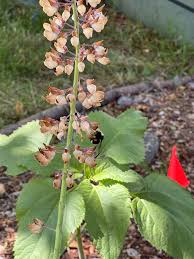 Attēlu rezultāti vaicājumam “Lupinus polyphyllus fruit”