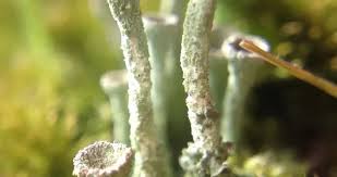 Attēlu rezultāti vaicājumam “Cladonia fimbriata”