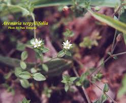 Attēlu rezultāti vaicājumam “Arenaria serpyllifolia flower”