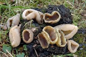 Attēlu rezultāti vaicājumam “Peziza varia”