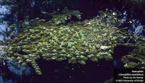 Attēlu rezultāti vaicājumam “Lycogala cf. oleocrystalliferum sessile”