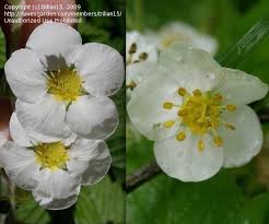 Attēlu rezultāti vaicājumam “Fragaria moschata flower”