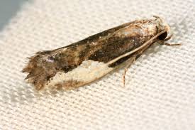 Attēlu rezultāti vaicājumam “Monopis monachella”