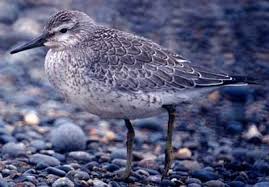 Attēlu rezultāti vaicājumam “Calidris canutus adult”