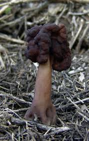Attēlu rezultāti vaicājumam “Gyromitra”