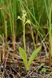 Attēlu rezultāti vaicājumam “Liparis loeselii flower”