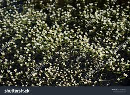 Attēlu rezultāti vaicājumam “Batrachium circinatum flower”