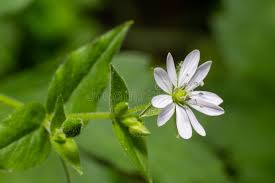 Attēlu rezultāti vaicājumam “Myosoton aquaticum flower”