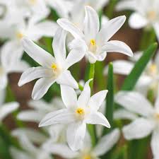 Attēlu rezultāti vaicājumam “Scilla luciliae”