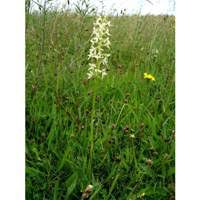 Attēlu rezultāti vaicājumam “Platanthera bifolia leaf”