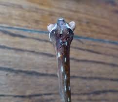 Attēlu rezultāti vaicājumam “Phellodendron amurense bud”