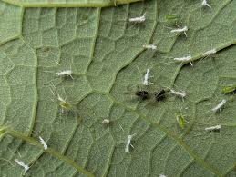 Attēlu rezultāti vaicājumam “Drepanosiphum platanoidis exuvia”