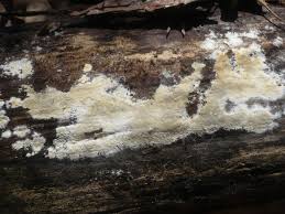 Attēlu rezultāti vaicājumam “Radulomyces confluens”