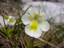 Attēlu rezultāti vaicājumam “Pinguicula alpina flower”