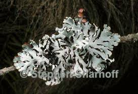 Attēlu rezultāti vaicājumam “Hypogymnia physodes”