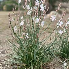 Attēlu rezultāti vaicājumam “Anthericum ramosum”