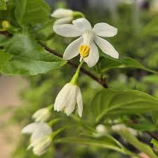 Attēlu rezultāti vaicājumam “Populus x jackii flower”