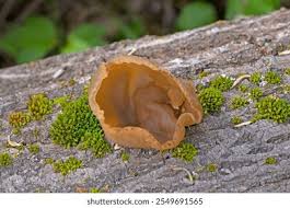 Attēlu rezultāti vaicājumam “Peziza repanda”