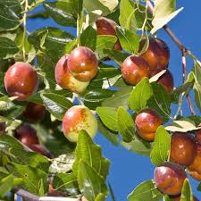 Attēlu rezultāti vaicājumam “Jasione montana fruit”