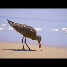 Image result for Limosa haemastica