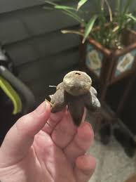 Attēlu rezultāti vaicājumam “Geastrum pectinatum”