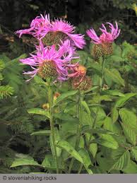 Attēlu rezultāti vaicājumam “Centaurea phrygia”