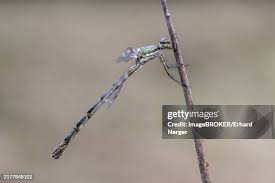 Attēlu rezultāti vaicājumam “Lestes virens”
