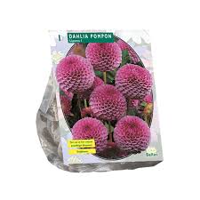 Image result for Dahlia x pinnata `Pompon Lilliput`